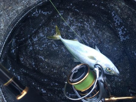 朝からジグサビキ